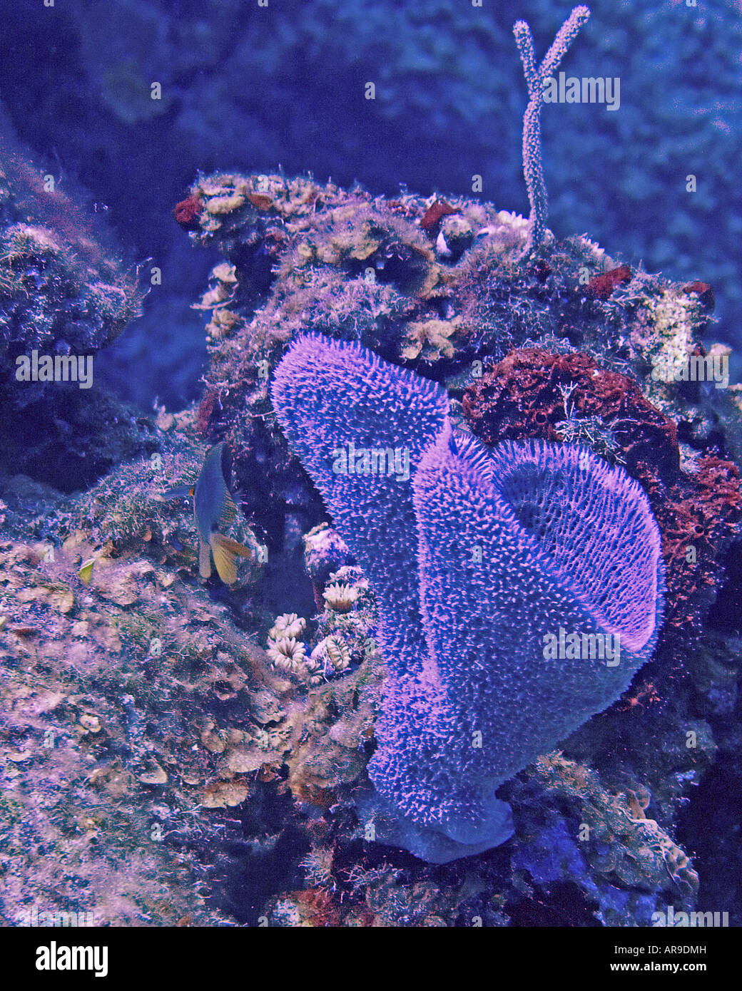 Pink Vase Sponge Niphates Digitalis Stock Photo 15982528 Alamy