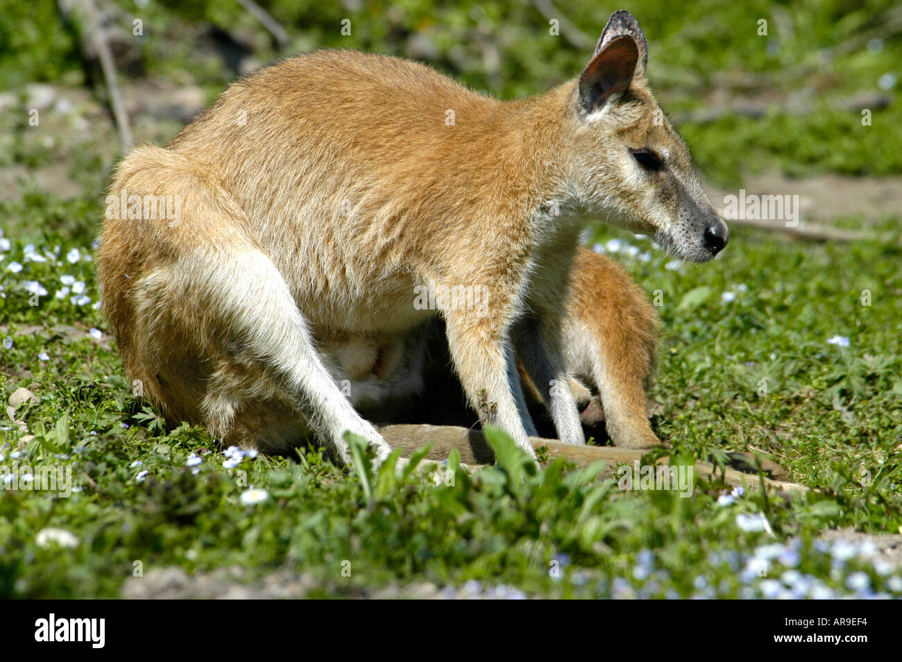 Wallaby sitting on a meadow Stock Photo