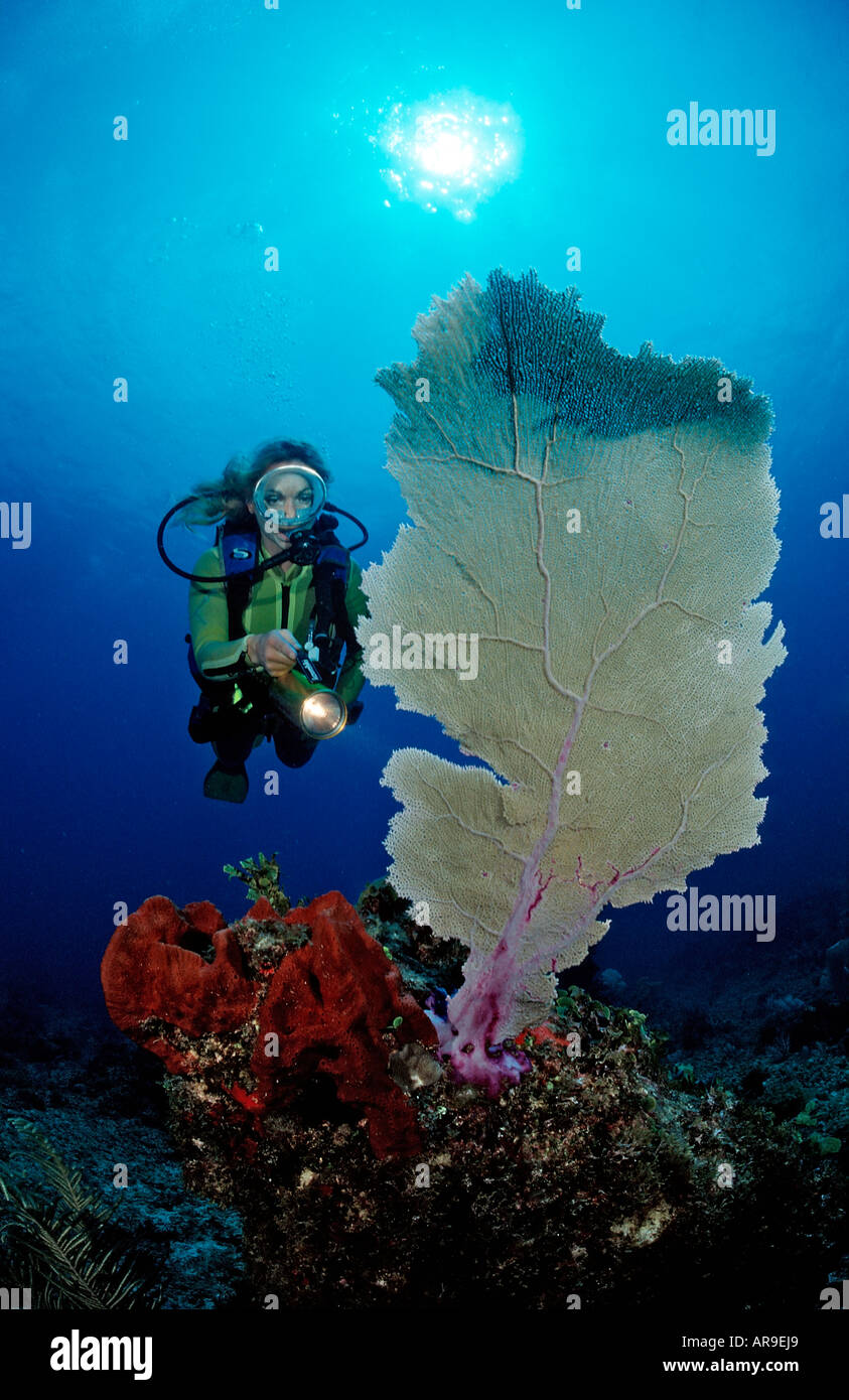 Coral reef and scuba diver Punta Cana Caribbean Sea Dominican Republic Stock Photo Alamy