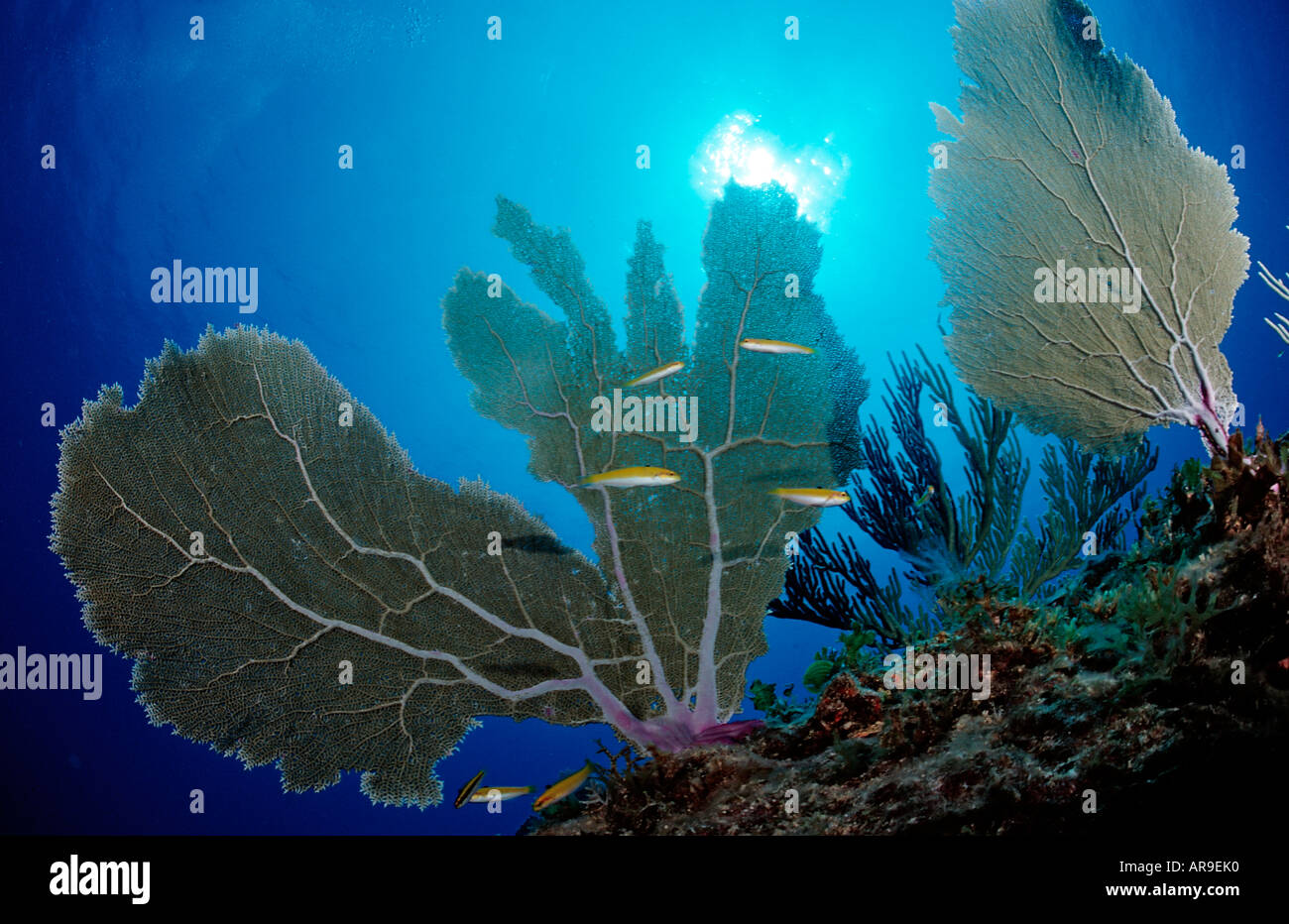 Caribbean coral reef Punta Cana Caribbean Sea Dominican Republic Stock Photo Alamy