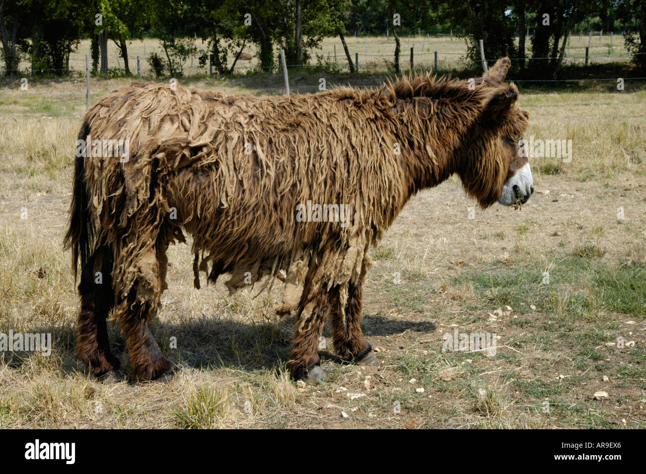 Donkey sanctuary. Asinerie du Baudet du Poitou in DampierresurBoutonne Stock Photo Alamy
