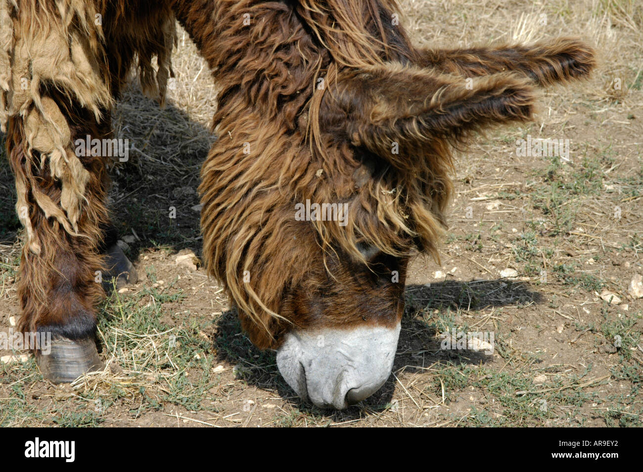 Donkey sanctuary. Asinerie du Baudet du Poitou in DampierresurBoutonne Stock Photo Alamy