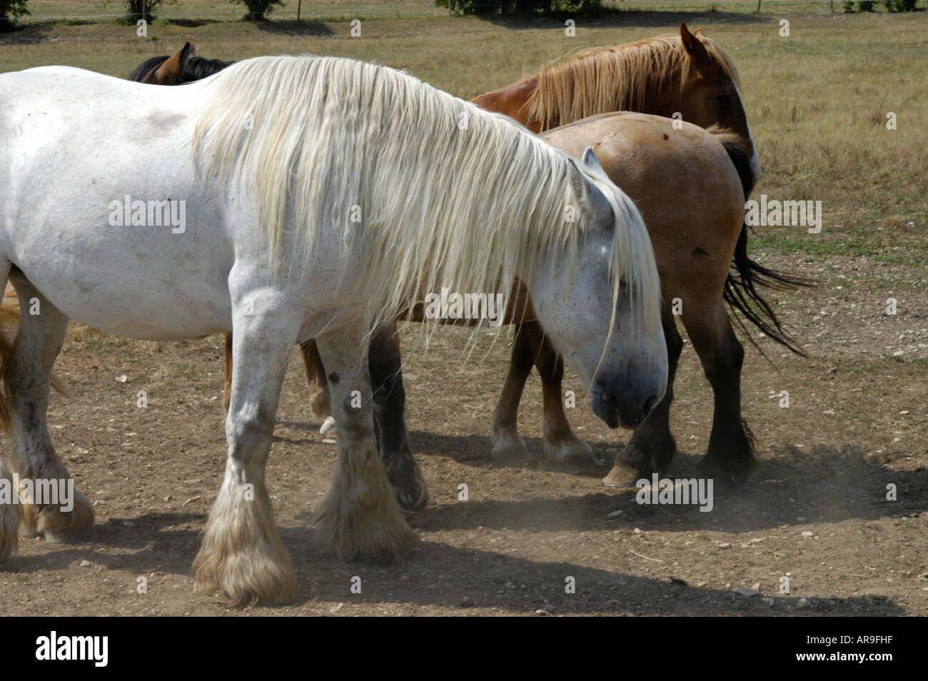 Traditional breed of horse at Donkey sanctuary. Asinerie du Baudet du Poitou in Dampierresur