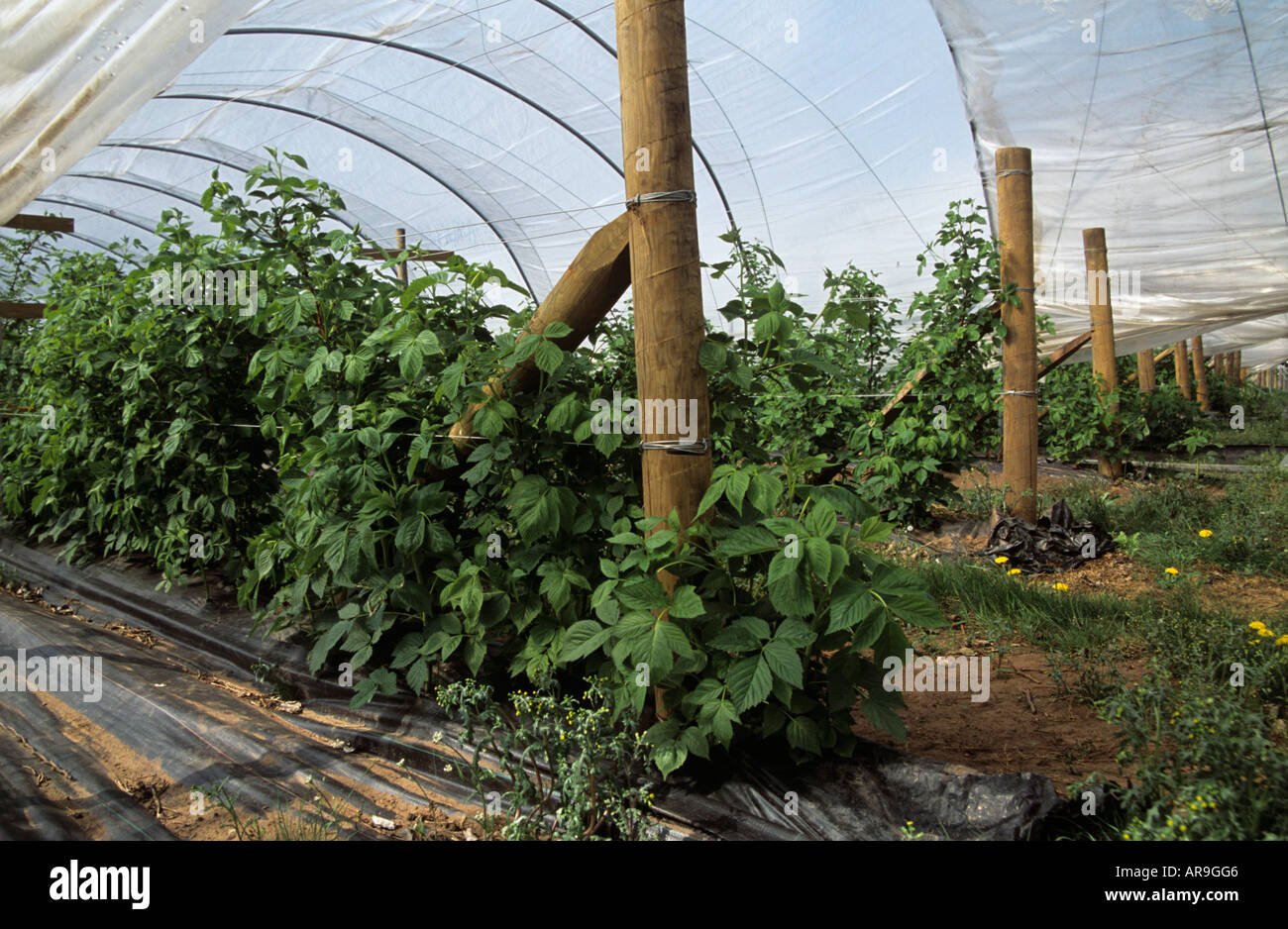 England UK May Raspberries growing in a polytunnel Stock Photo Alamy
