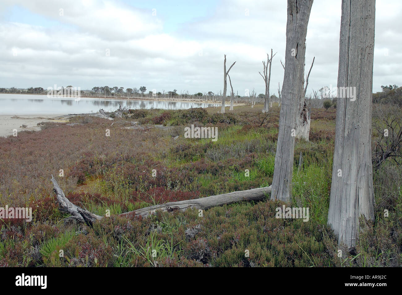 Dead trees on the poisoned shore of an inland lake turned saline Stock Photo