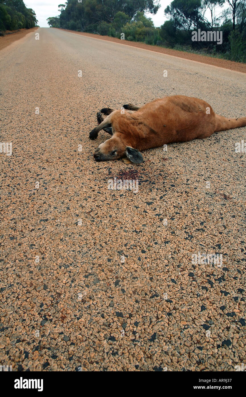 Large kangaroo Macropus sp killed on road Western Australia Stock Photo