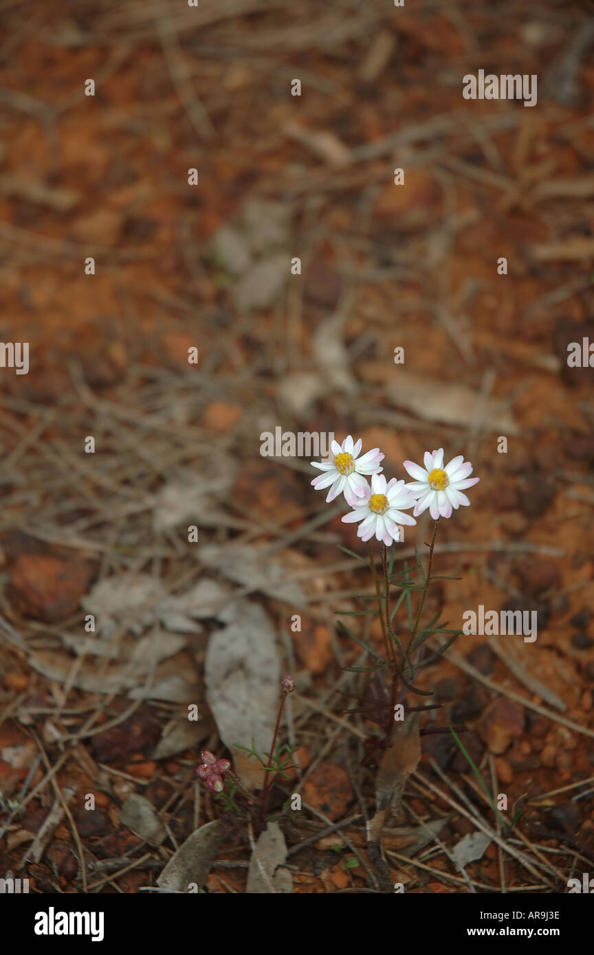 Everlasting daisies Helichrysum sp blooming on forest floor southwestern Western Australia Stock Photo