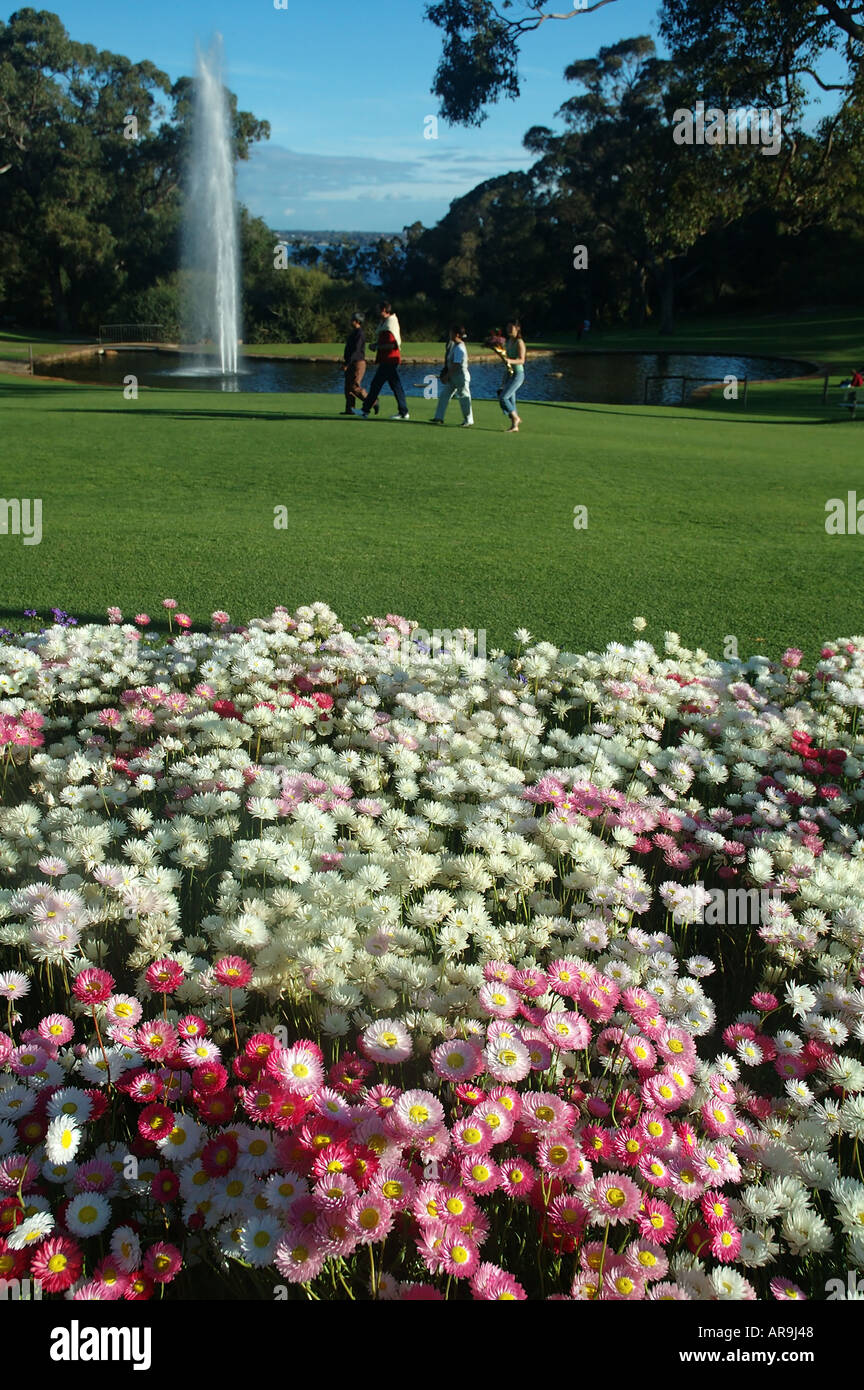 Native flowers (paper daisies) and fountain in King's Park, Perth, Western Australia Stock Photo
