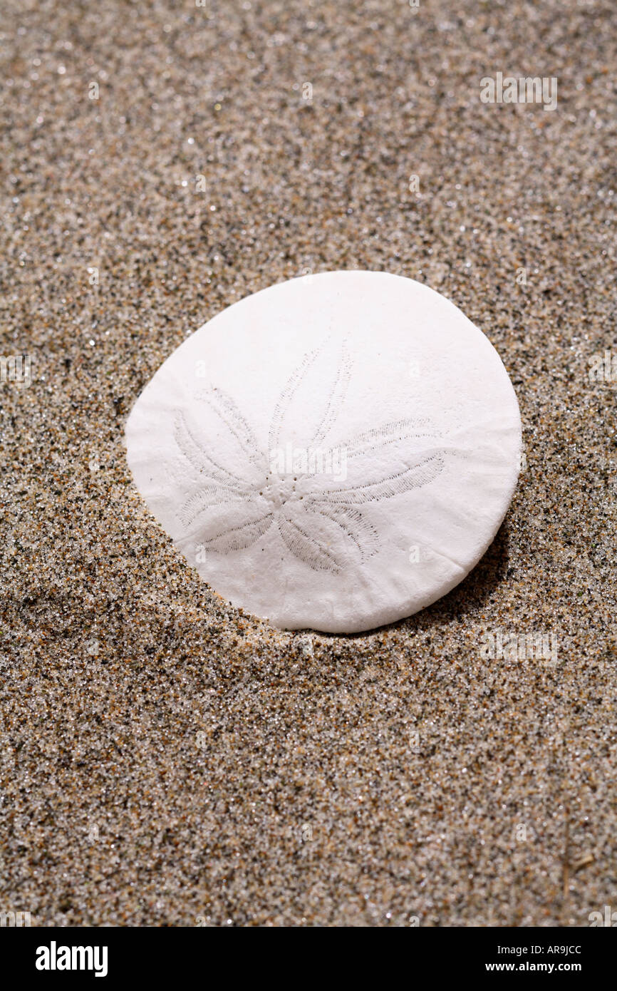 Sand dollar in sand at beach Stock Photo - Alamy