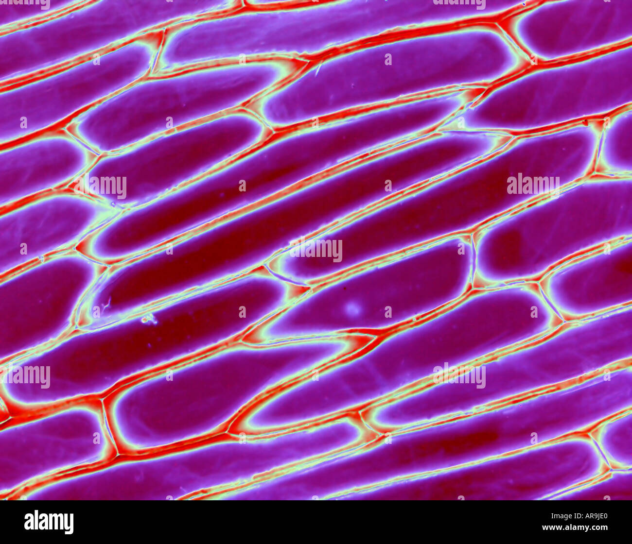 Onion skin in cross section (microscope view) Stock Photo