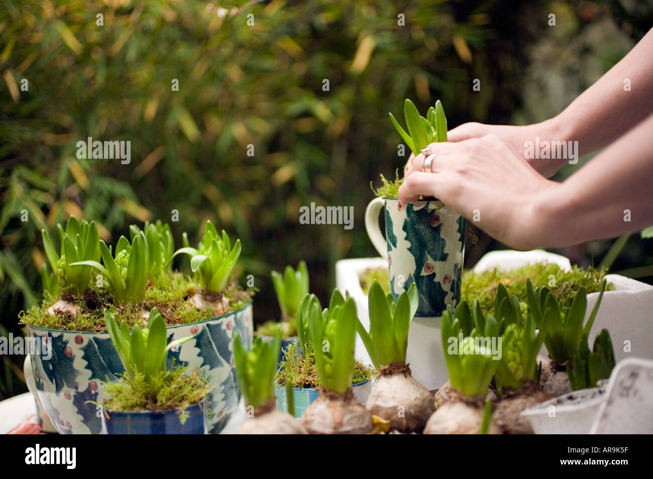 Planting hyacinth bulb in christmas pot for gifts Stock Photo Alamy