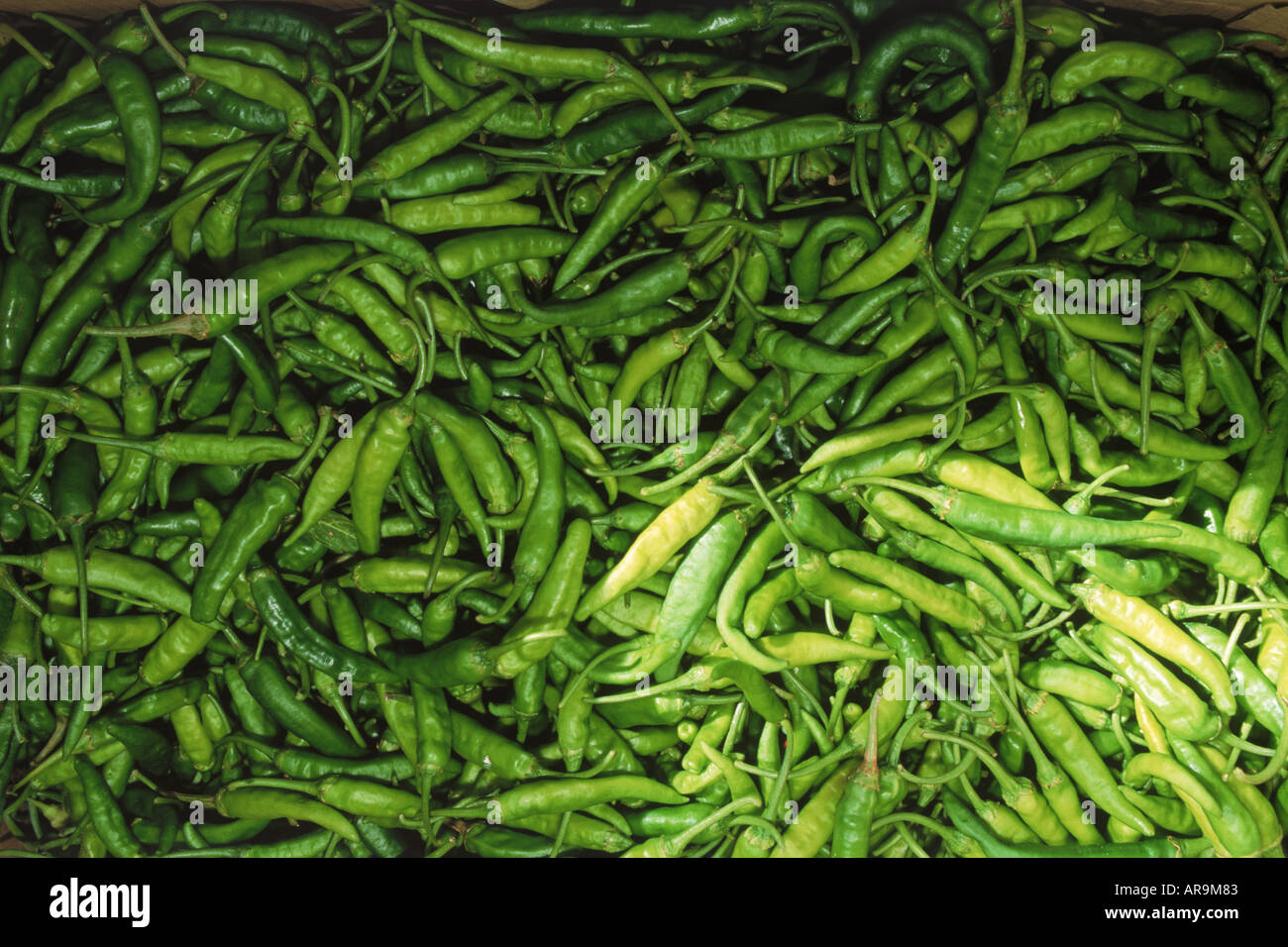 Fresh green chilli peppers in outdoor market in Seychelles Stock Photo