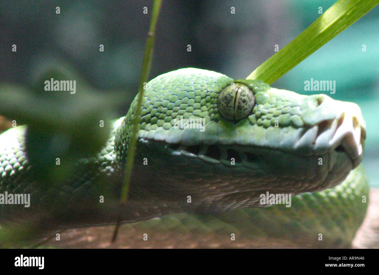 GREEN TREE PYTHON SNAKE Stock Photo