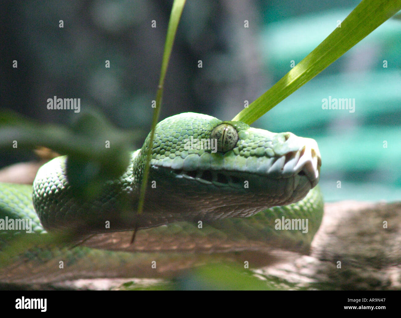 GREEN TREE PYTHON SNAKE  CHONDROPYTHON VIRIDIS Stock Photo
