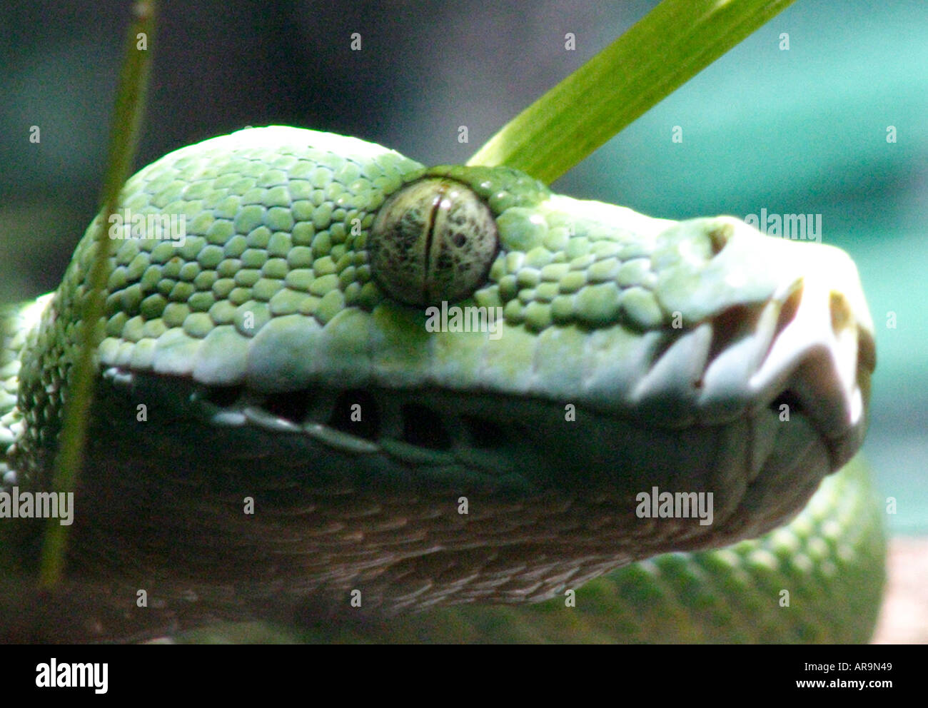 GREEN TREE PYTHON SNAKE  CHONDROPYTHON VIRIDIS Stock Photo