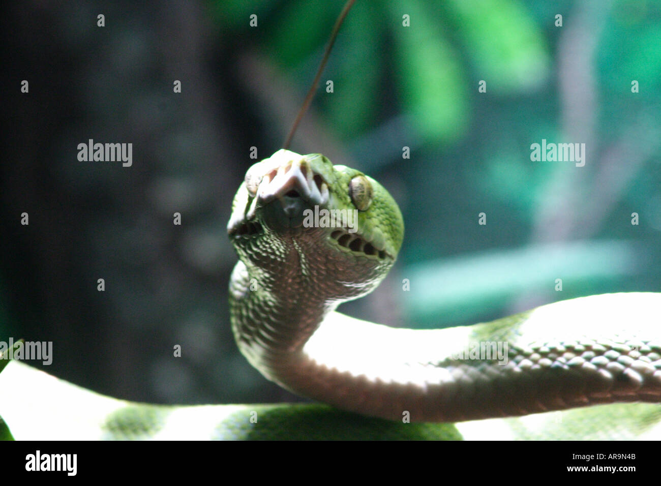 GREEN TREE PYTHON SNAKE  CHONDROPYTHON VIRIDIS Stock Photo