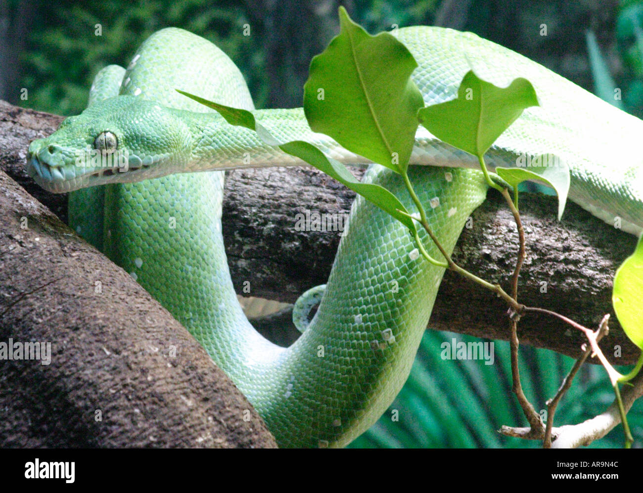 GREEN TREE PYTHON SNAKE  CHONDROPYTHON VIRIDIS Stock Photo