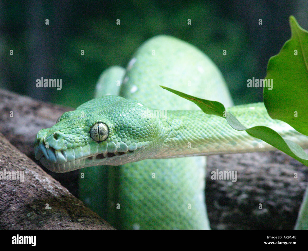 GREEN TREE PYTHON SNAKE  CHONDROPYTHON VIRIDIS Stock Photo