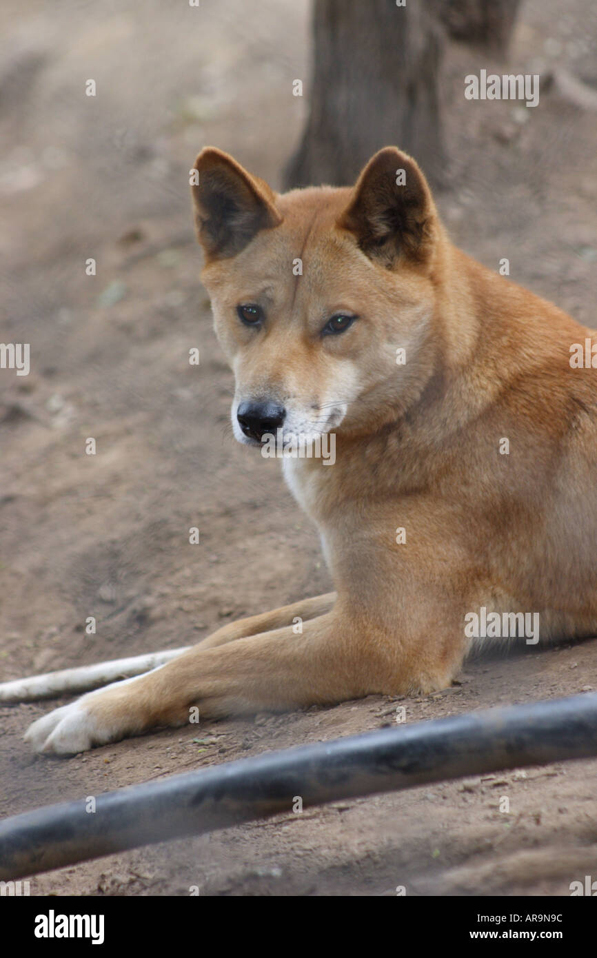 Dingo teeth hires stock photography and images Alamy