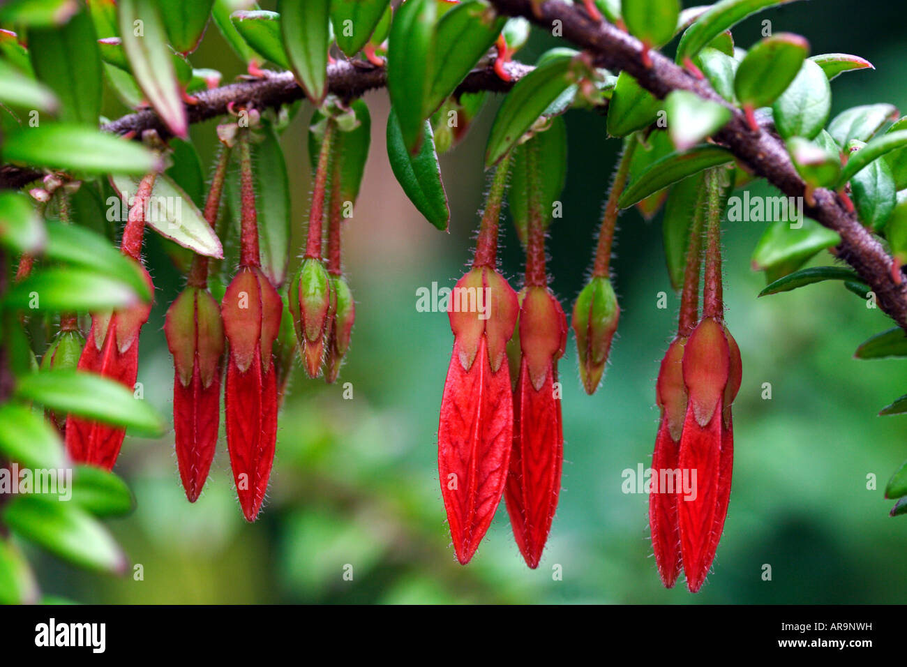 Close-up of a Agapetes flower Stock Photo