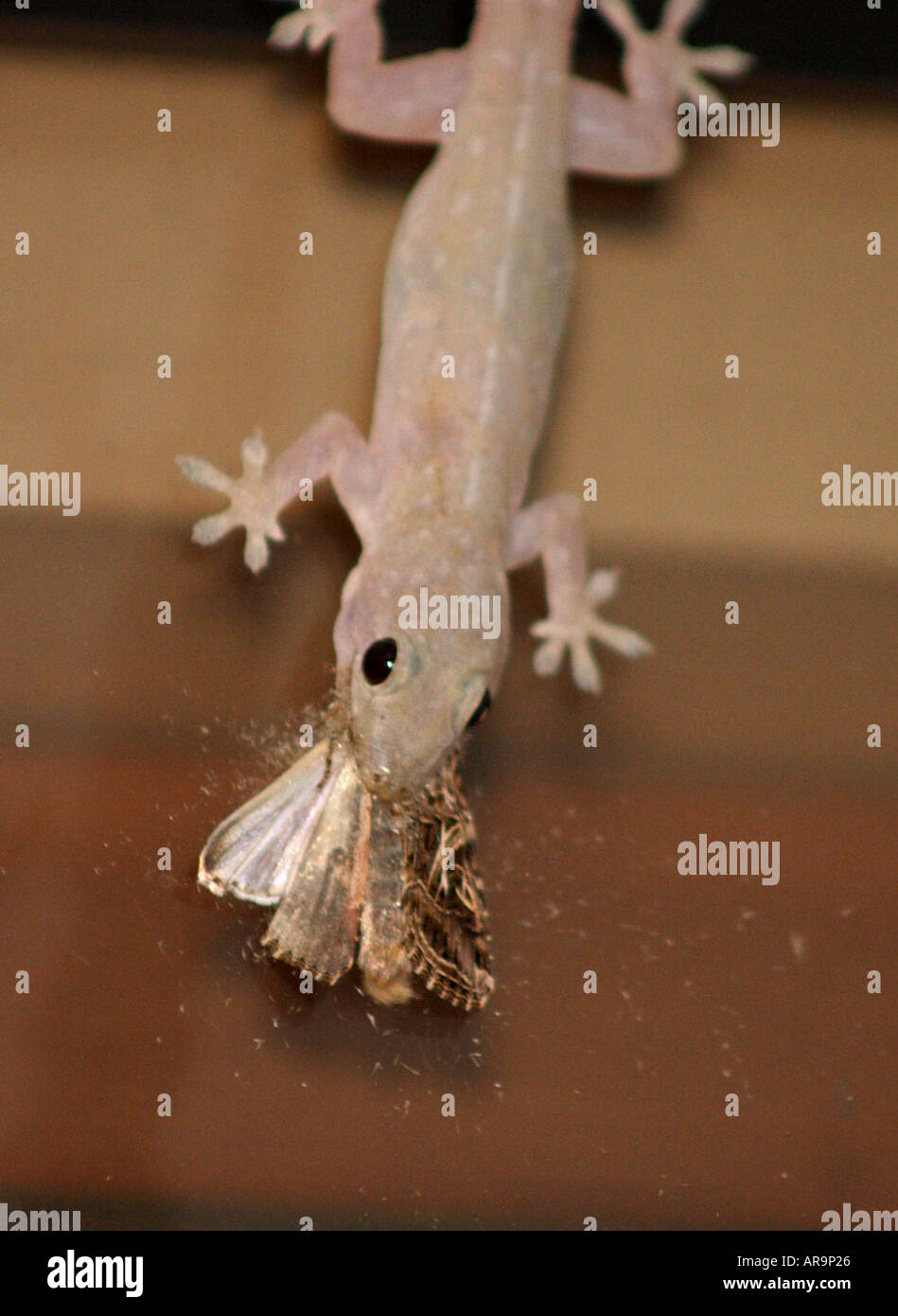Gecko eating a moth hires stock photography and images Alamy