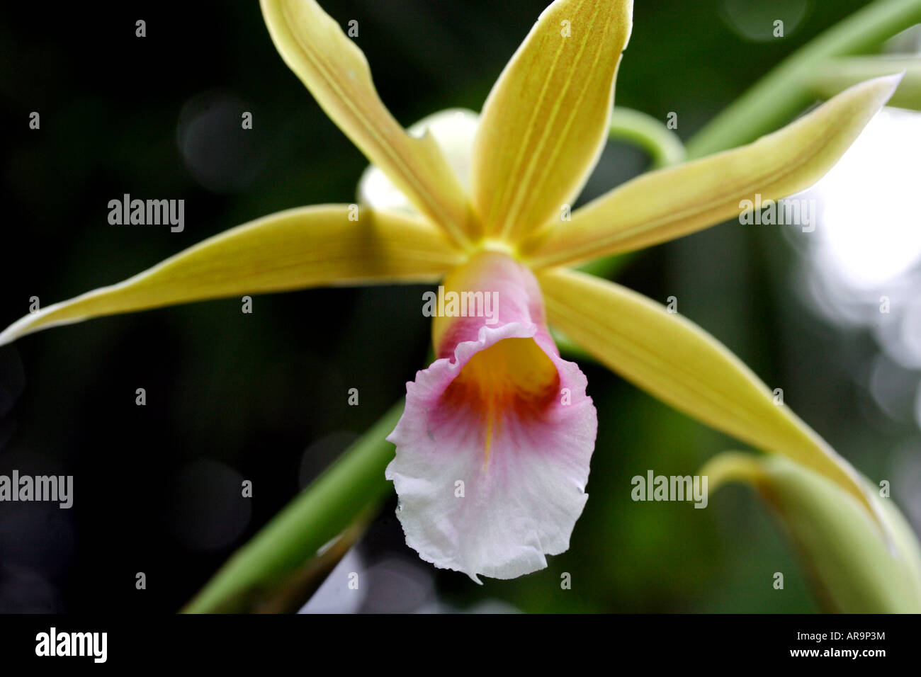 Close-up of a Phaius flower Stock Photo
