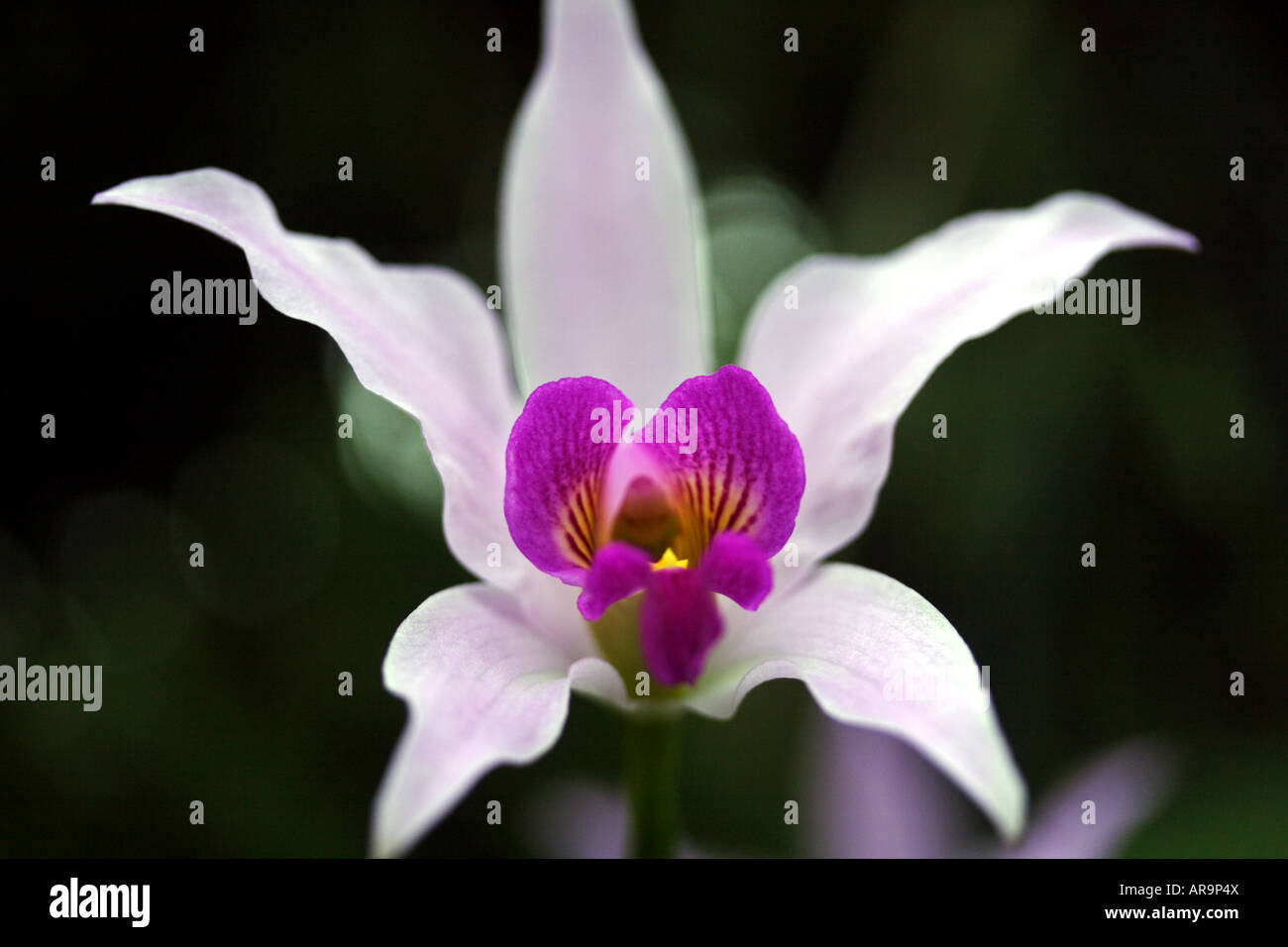 Close-up of a Laelia orchid flower Stock Photo