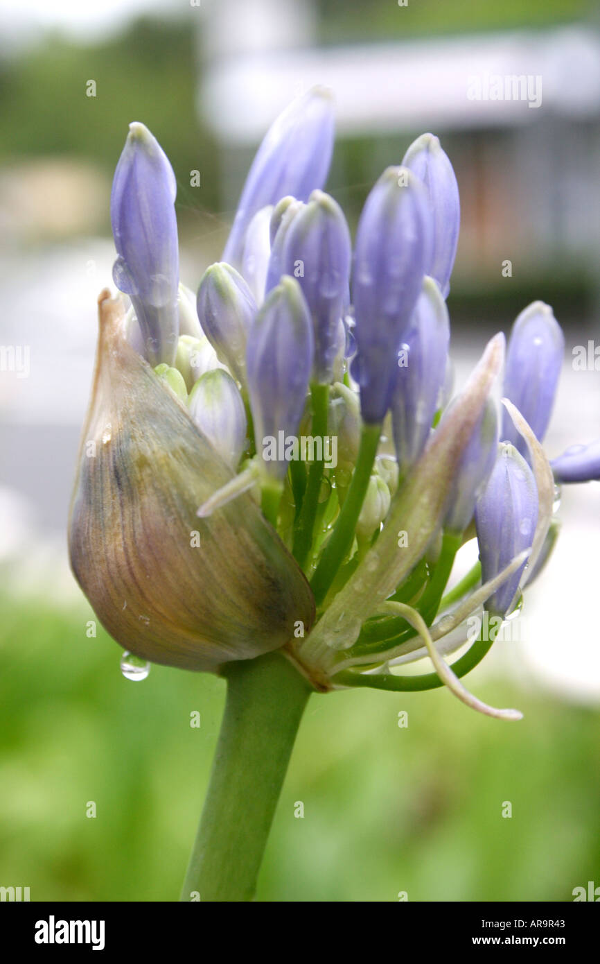 AGAPANTHUS LILY IN FULL BLOOM Stock Photo