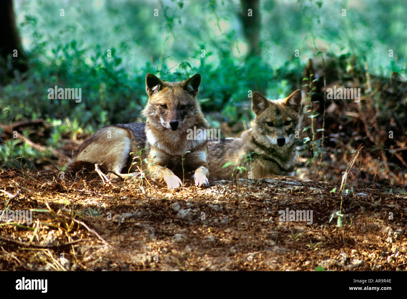 Jackal pair at Bharatpur National park Bird Sanctuary Rajasthan India Stock Photo