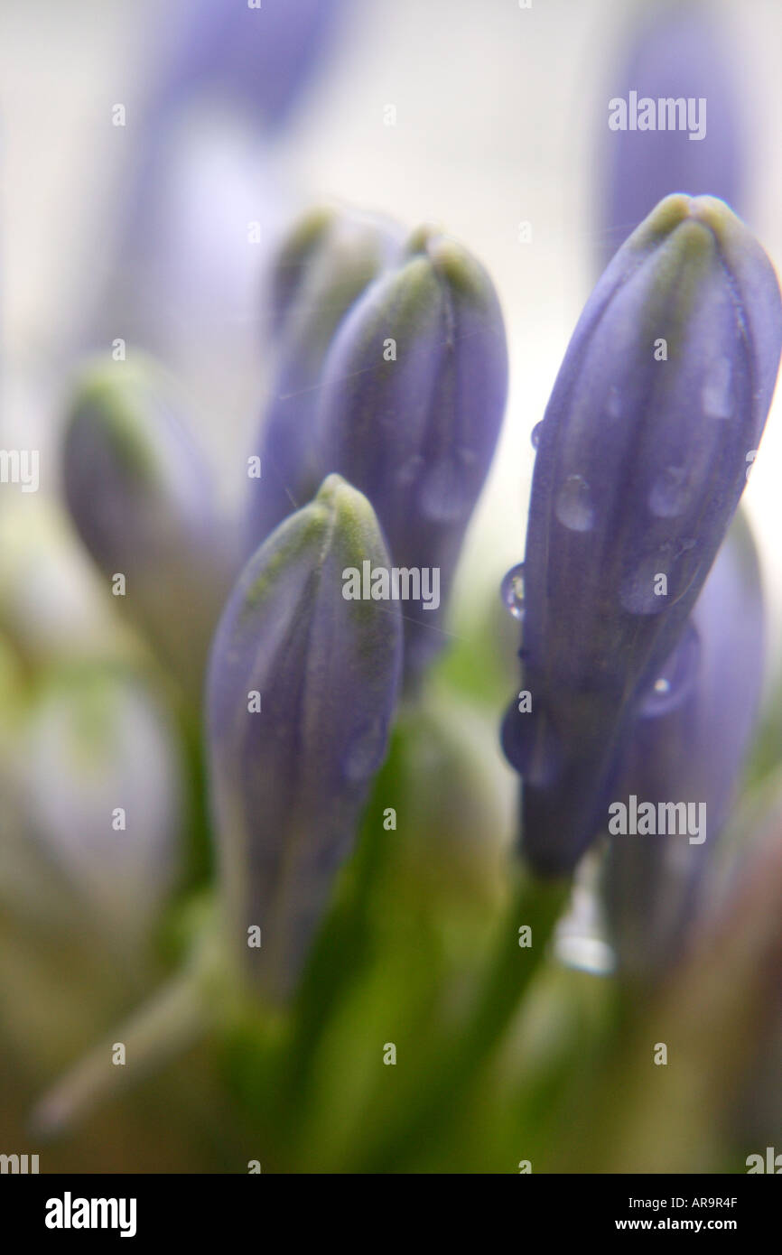 PURPLE AGAPANTHUS LILY IN BLOOM Stock Photo