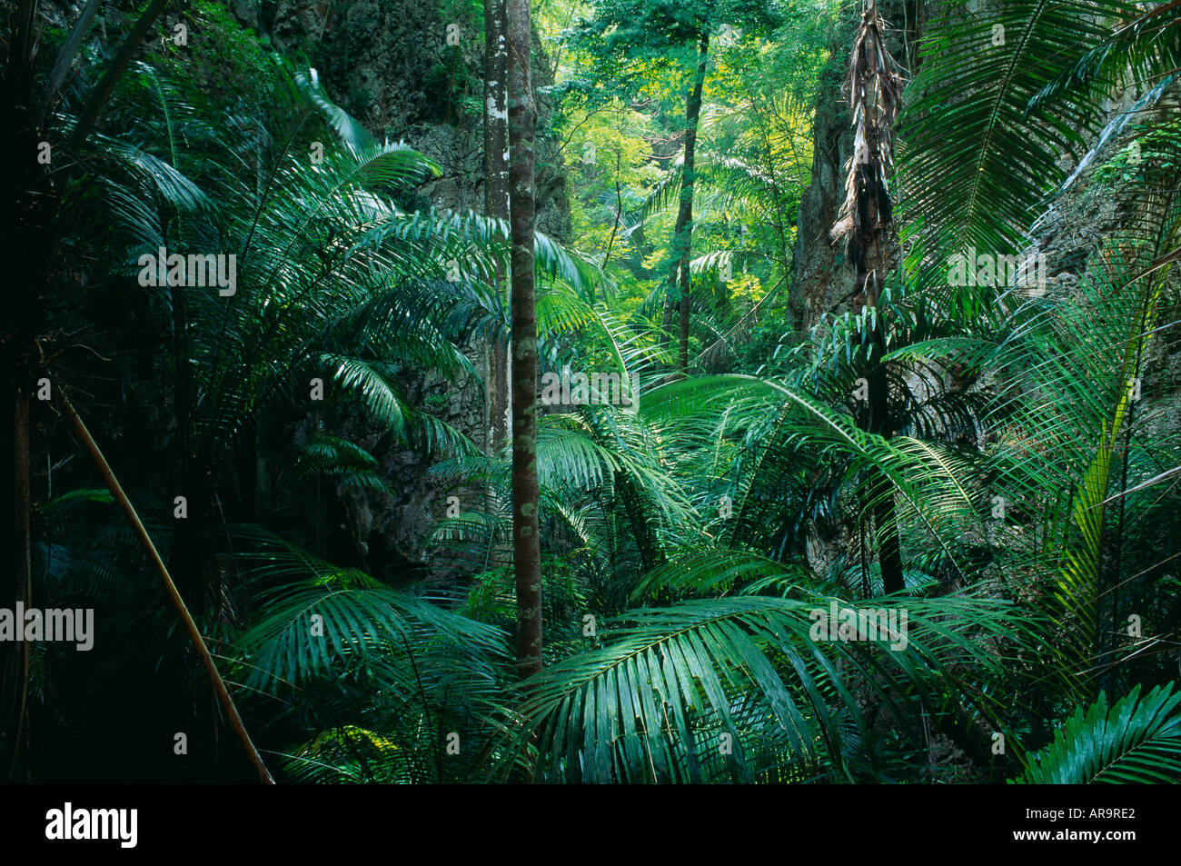 Rainforest Dense Asia Jungle High Resolution Stock Photography and ...