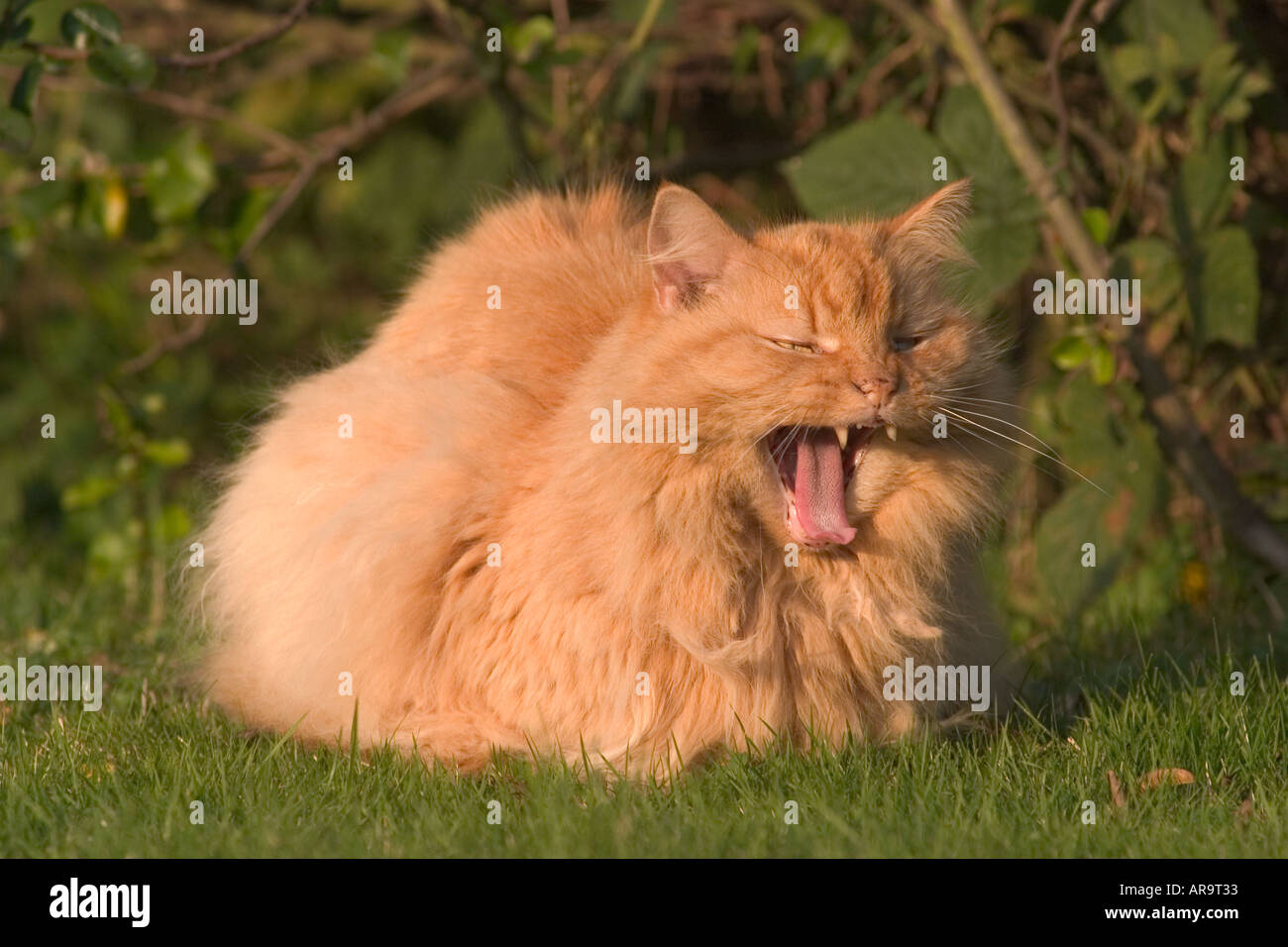Long haired ginger cat in garden Stock Photo