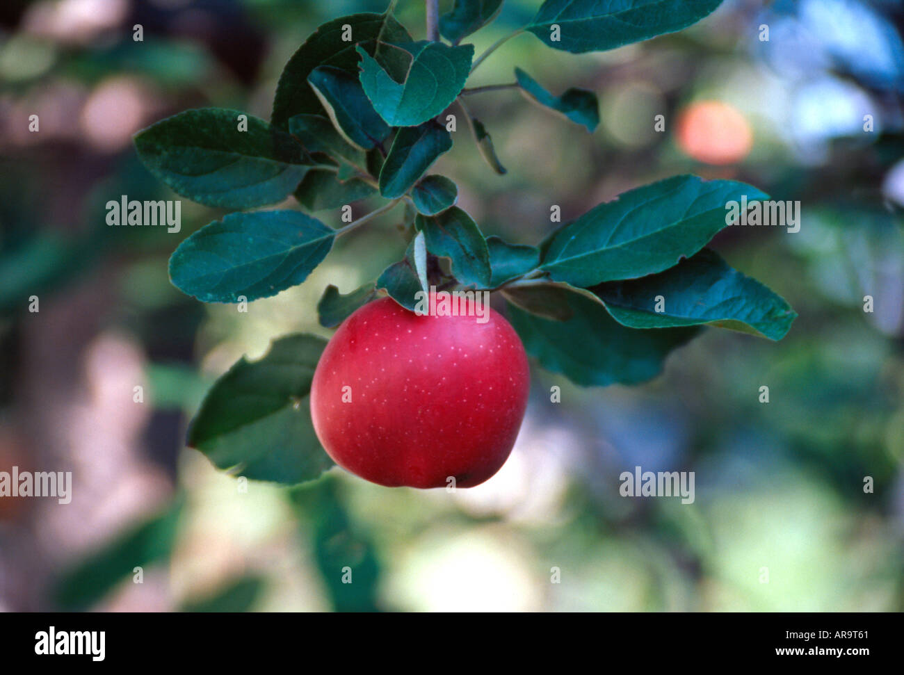 Single Ripe Apple Single ripe red apple hanging on tree branch Stock Photo - Alamy
