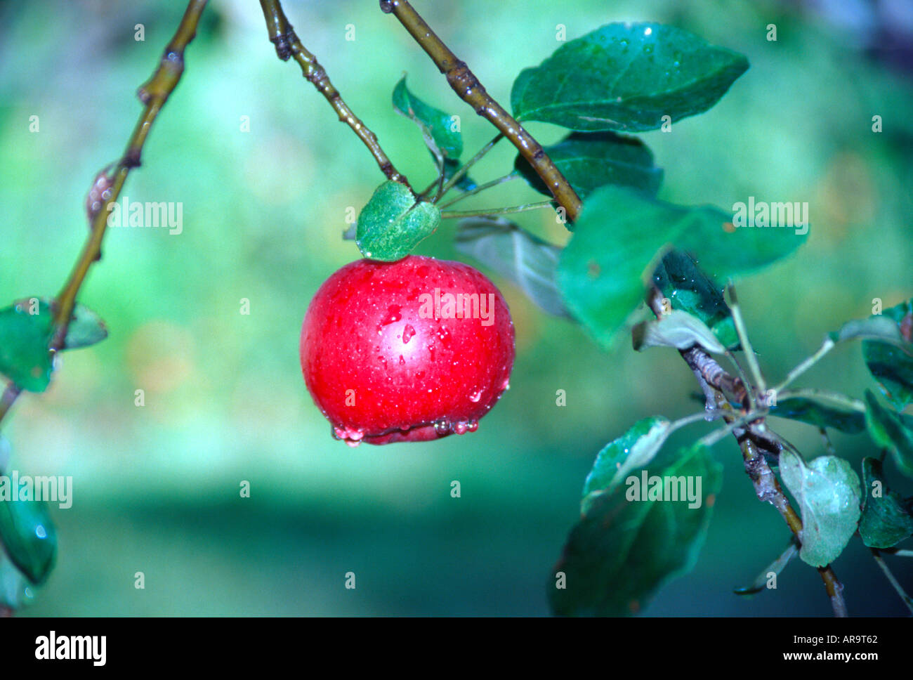 Single ripe red apple hanging on tree branch after rain Stock Photo - Alamy