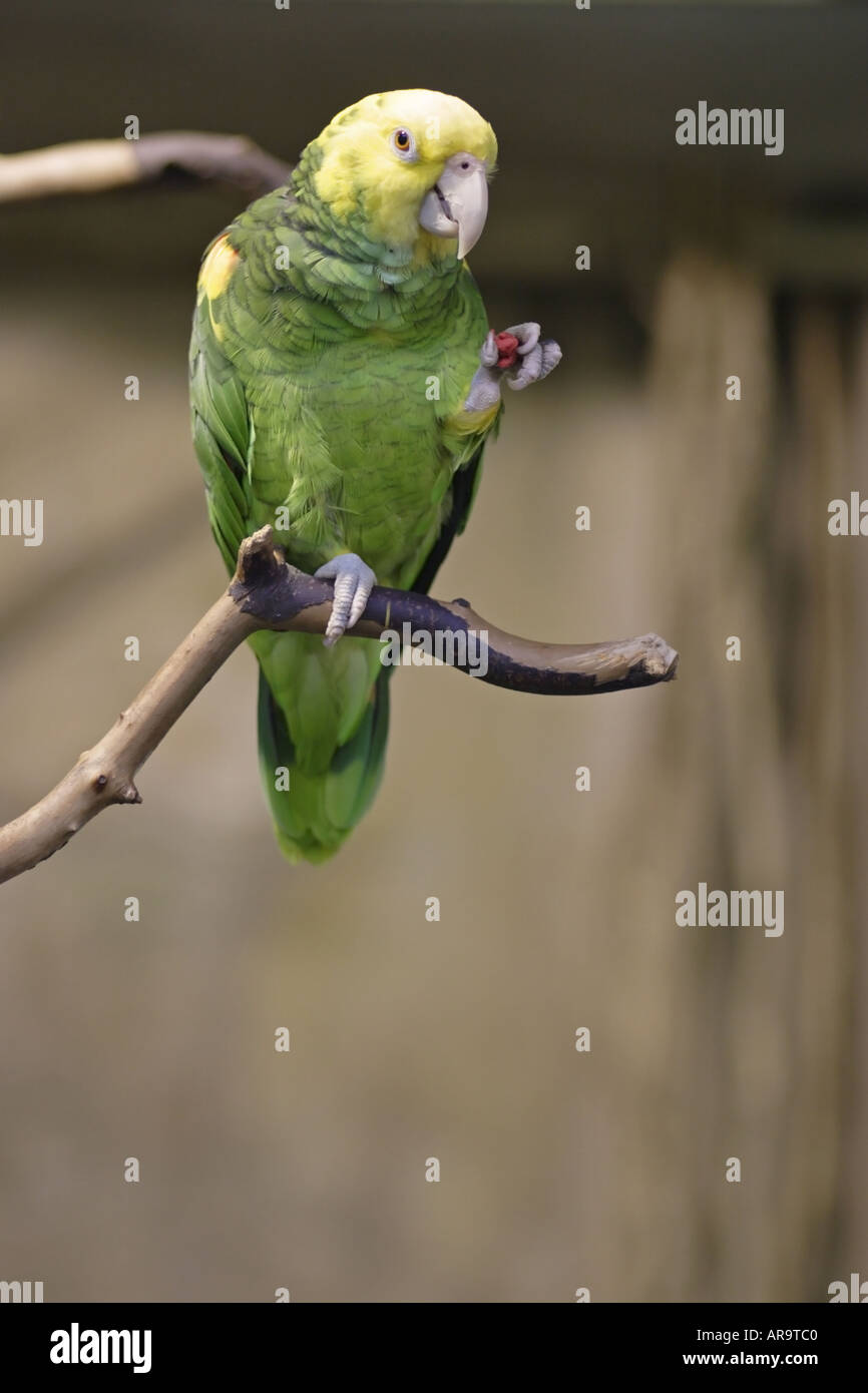 Double Yellow Headed Amazon Parrot Stock Photo Alamy