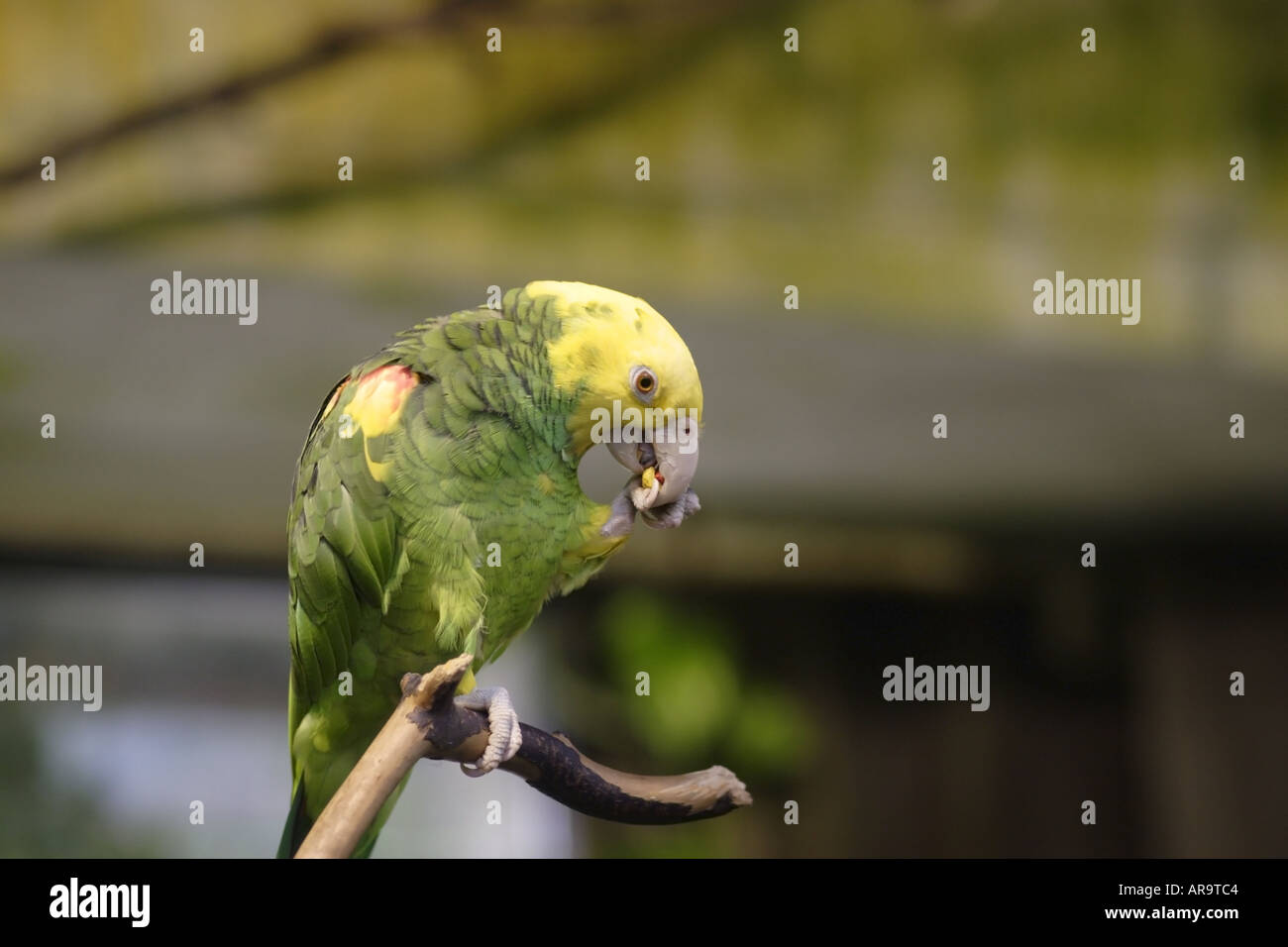 Double Yellow Headed Amazon Parrot Stock Photo Alamy