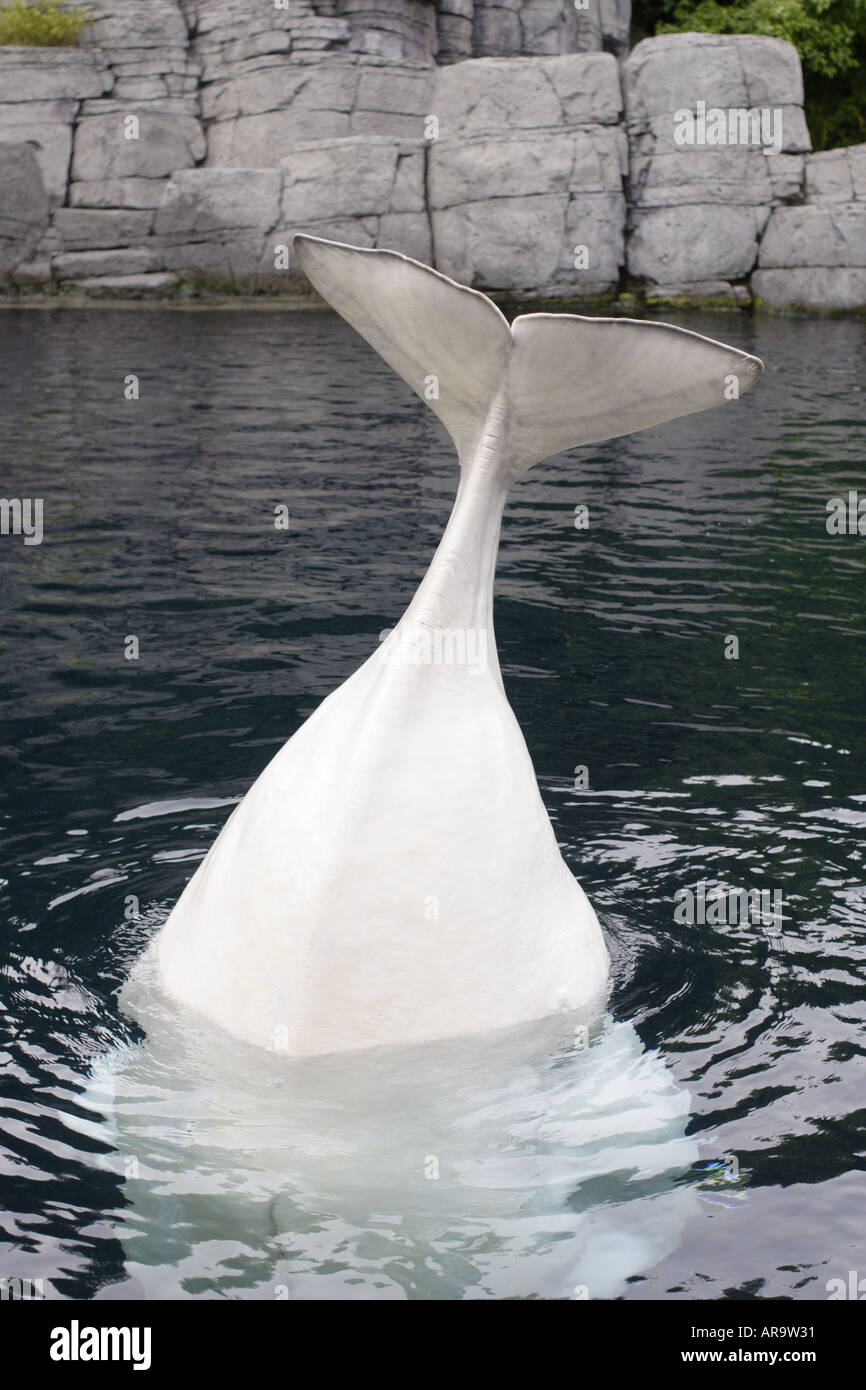 beluga Stock Photo