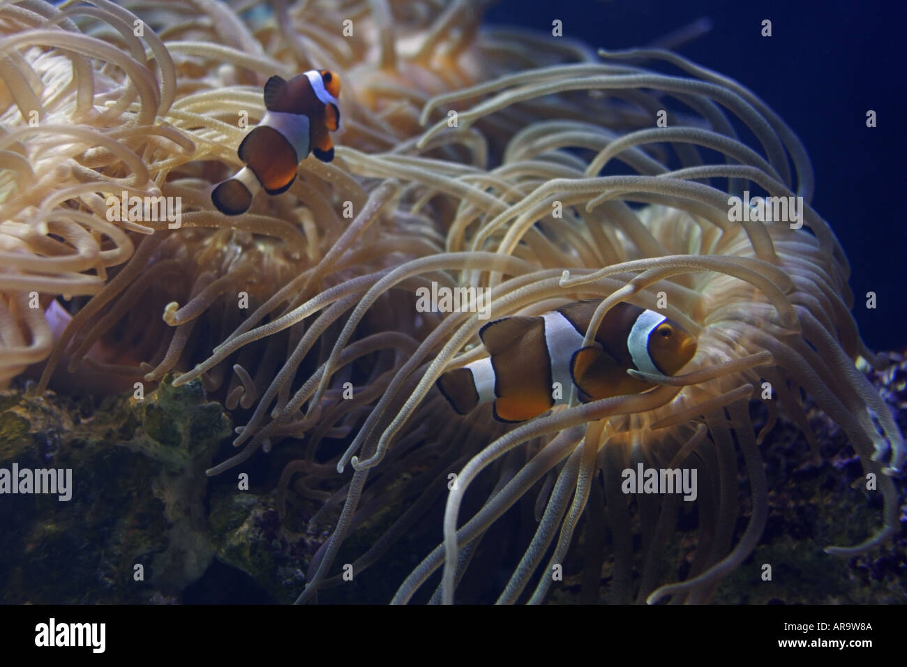Clown Anemonefish Stock Photo