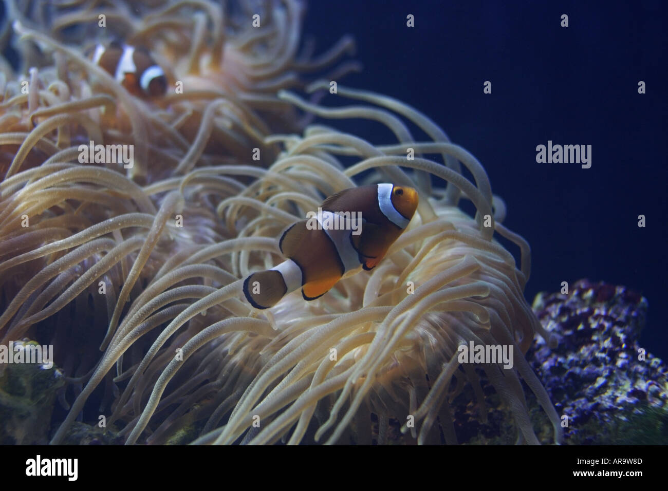 Clown Anemonefish Stock Photo