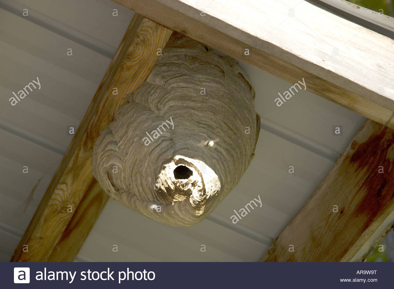 Yellowjacket Nest High Resolution Stock Photography and Images - Alamy