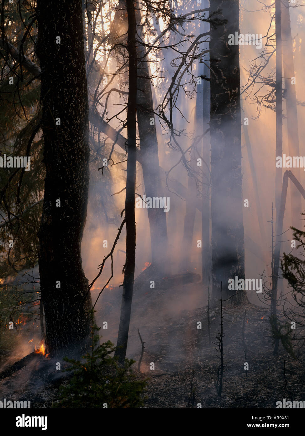 Smoke in burning forest - wildfire, Yellowstone National Park, Wyoming, USA Stock Photo - Alamy