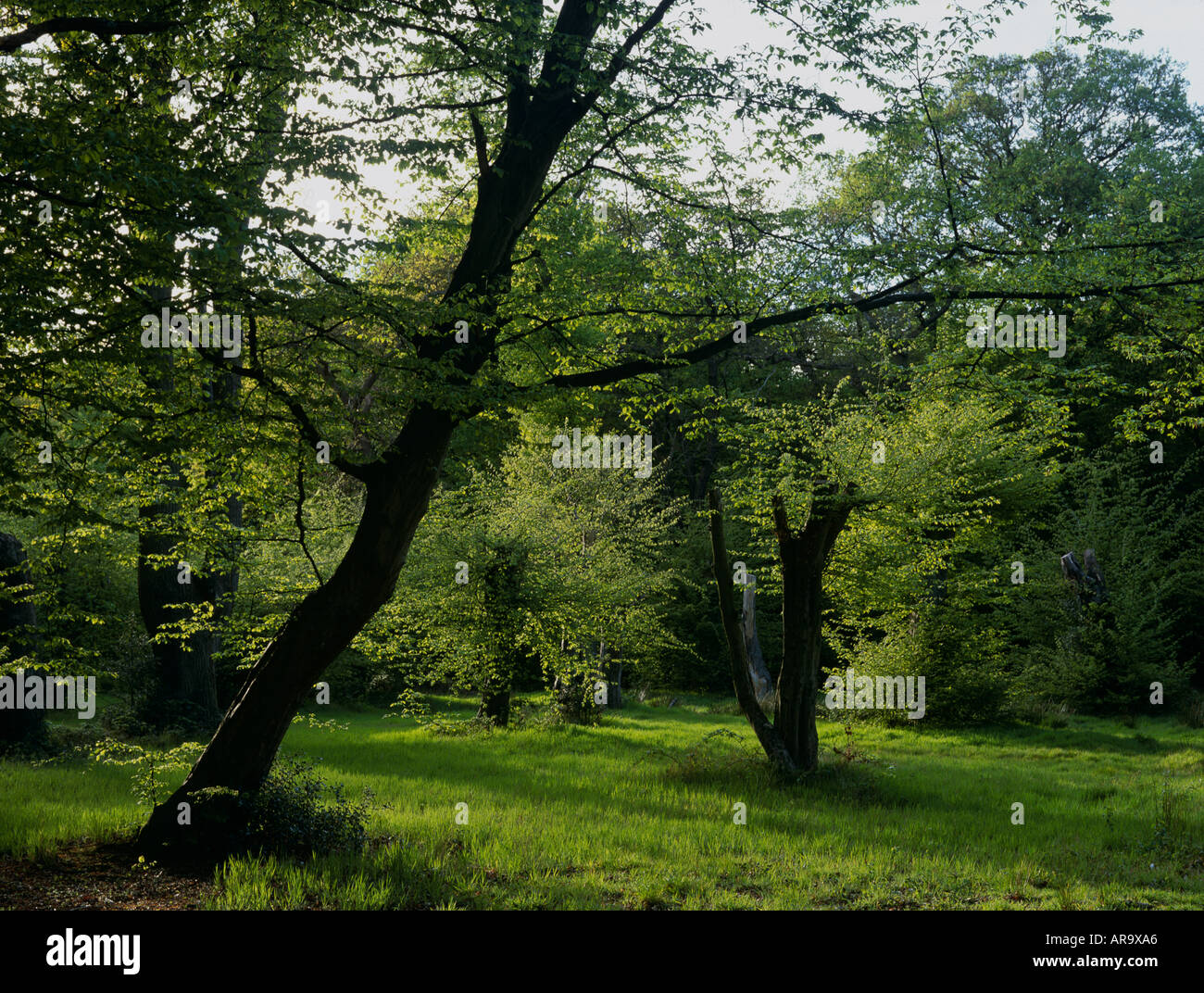 Woodland glade, Epping Forest, London, UK Stock Photo Alamy