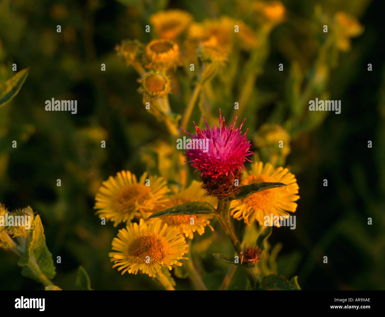 Knapweed flowers hi-res stock photography and images - Alamy