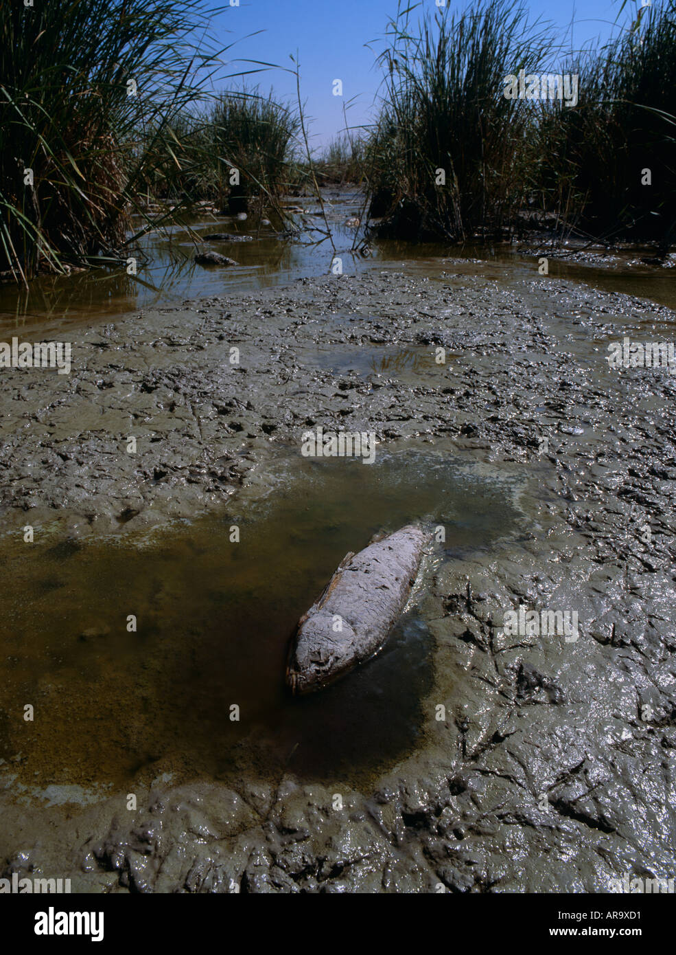 Dead carp in dry wetland, Coto Donana National Park, Andalucia, Spain