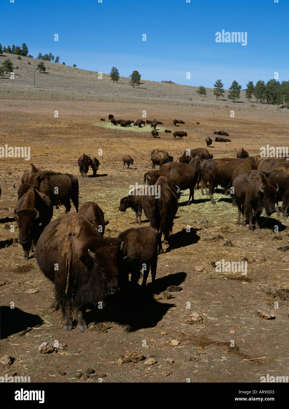 Bison Ranching High Resolution Stock Photography and Images - Alamy