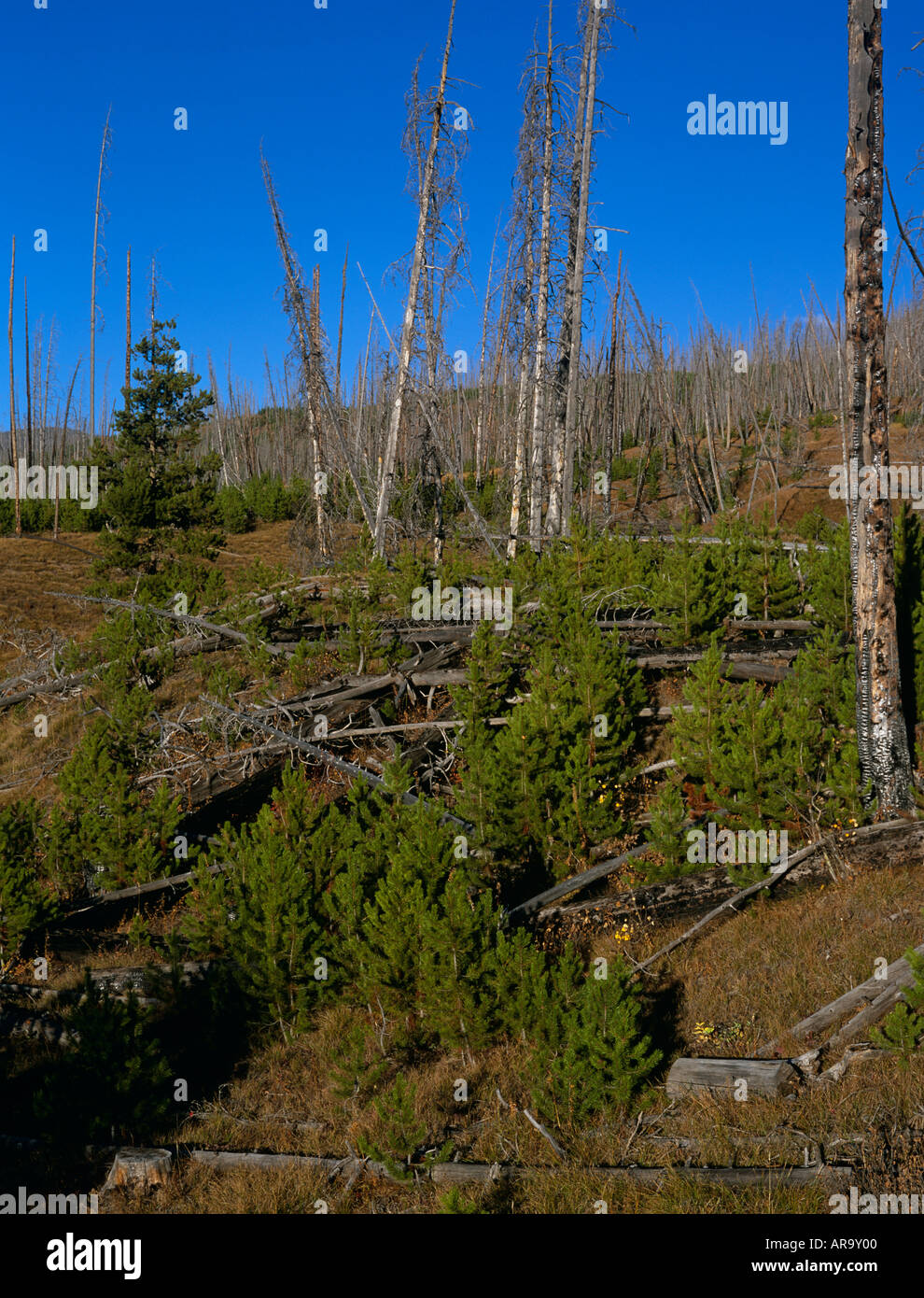 Regeneration of Lodgepole Pine forest 10 years after wildfire