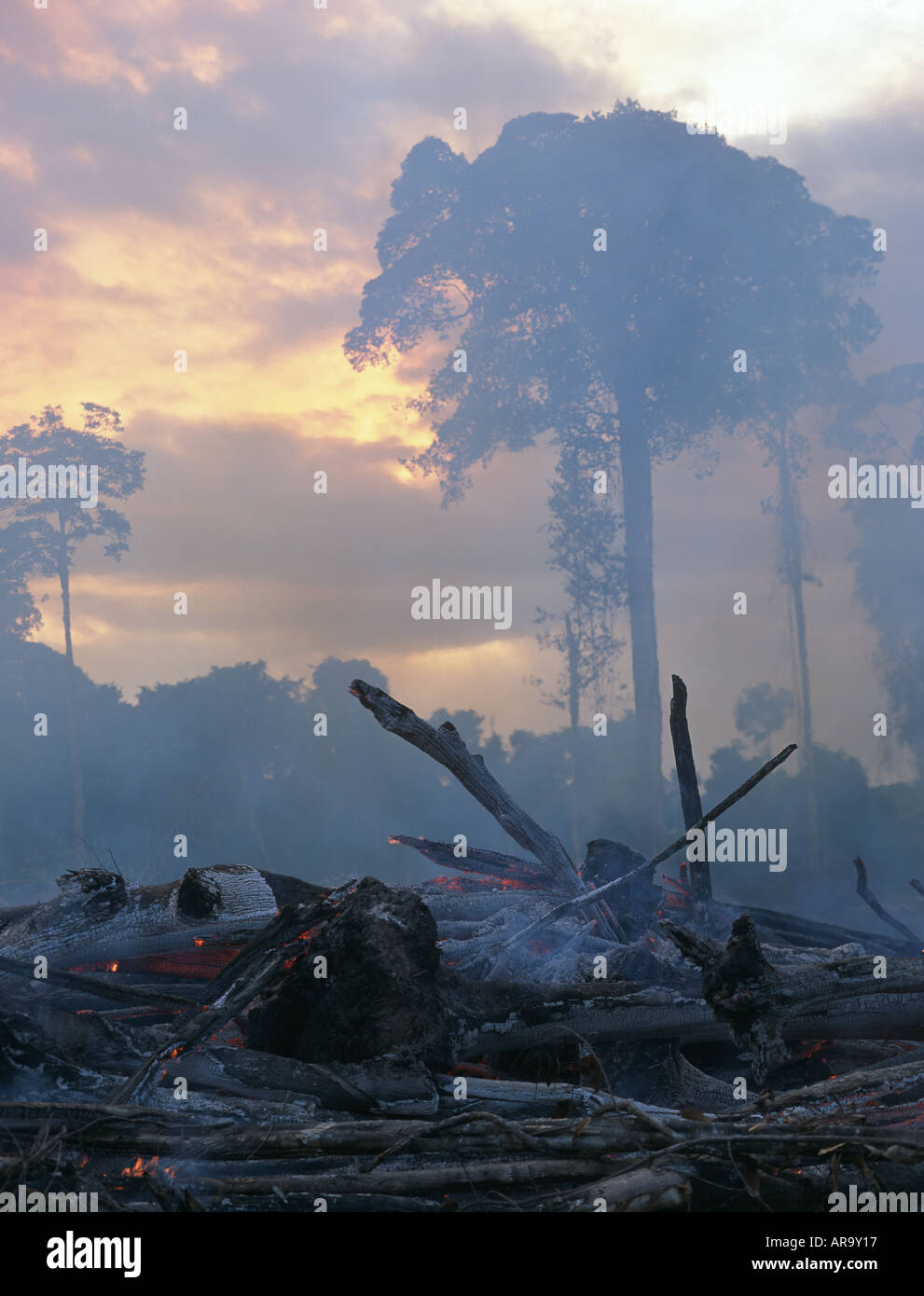 Tropical rainforest being burnt for cattle ranching. Imataca Forest ...