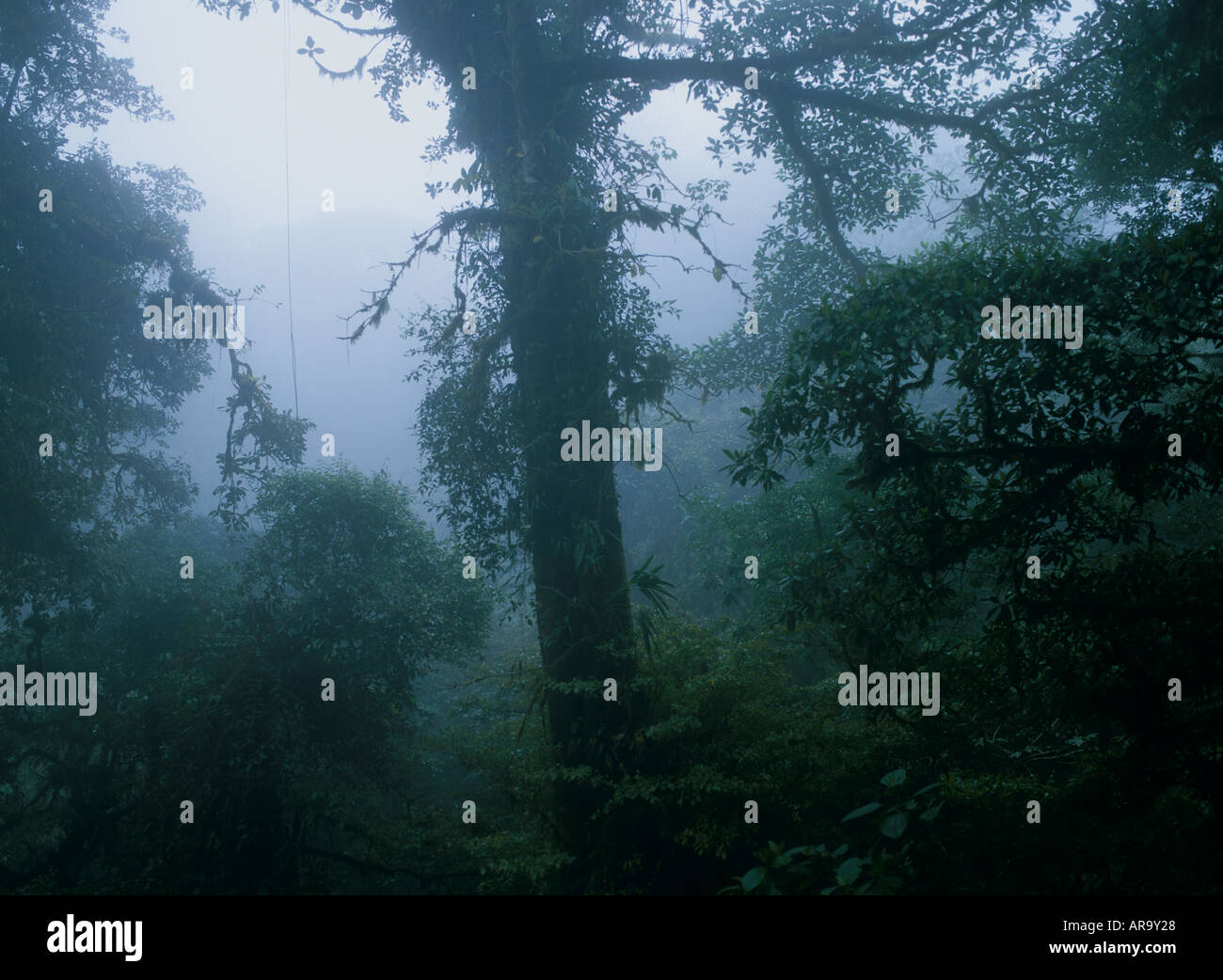 Cloud Forest in Mist, Monteverde Biological Reserve, Costa Rica, Central America Stock Photo