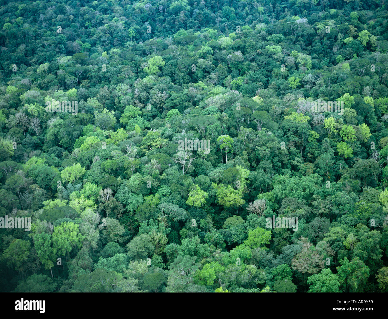 Aerial of Tropical Rainforest Canopy, Corcovado National Park, Costa