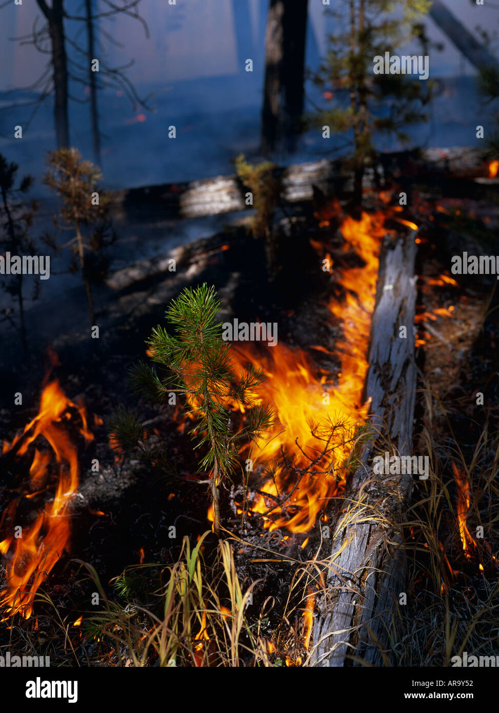 Lodgepole Pine seedling during wildfire, Hayden Valley, Yellowstone